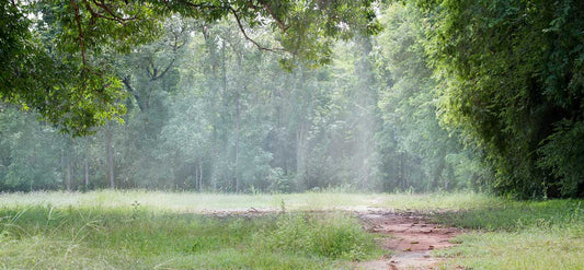 Parketa ražošanas process: no meža līdz ideālai koka grīdai  